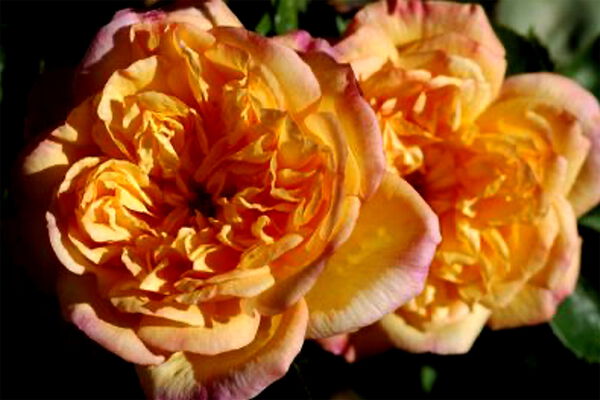 Rose „Alt Weinheim“ Rose „Alt Weinheim“